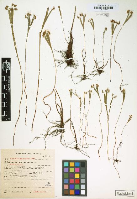 spécimen de Schizaea attenuata